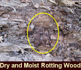 Photo of dry and moist rotting wood