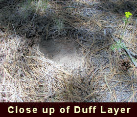 Close up photo of a duff layer