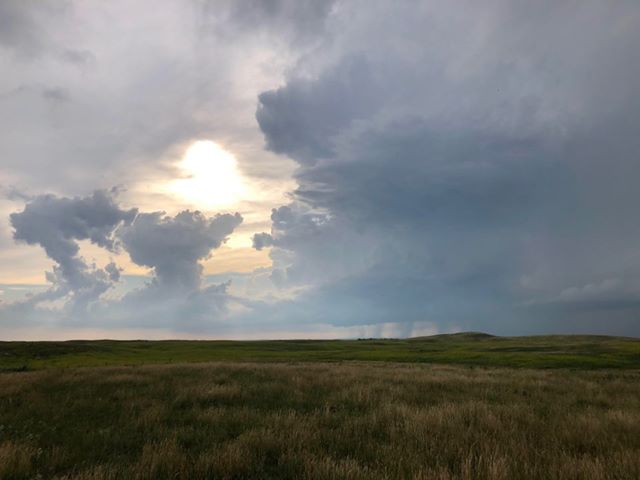 Tree snapped 2 miles west of Westport, SD (Kristi Burns)