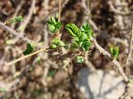 Rose bush beginning to leaf out on March 18, 2012