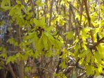 Forsythia bush flowering on March 18, 2012