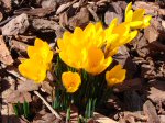 Crocuses blooming on March 18, 2012