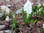 Spring flowers blooming on March 18, 2012