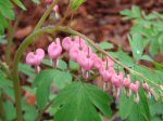 Bleeding Hearts flowering on March 26, 2012