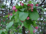 Weeping Dogwood about ready to bloom on March 31, 2012