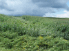 tornado damage from august 19 2009