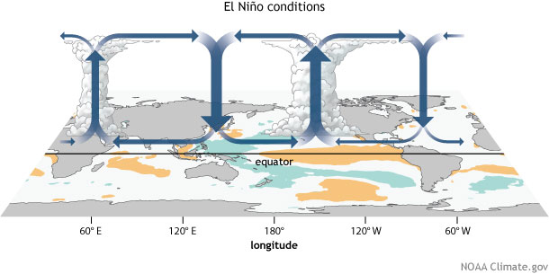 El NiÃ±oâ€™s warmer-than-average surface water alters this circulation by bringing more rainfall and convection to the central and eastern Pacific. The trade winds weaken, which allows the surface to warm further, allows warmer water to slosh back eastward, and reinforces the El NiÃ±o sea surface temperature pattern. This is the critical feedback mechanism indicative of El NiÃ±o.