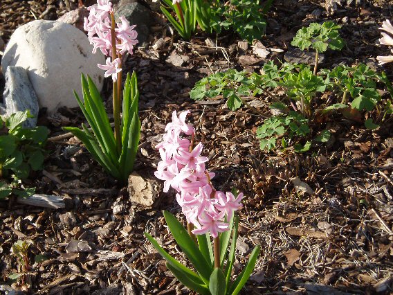 Pink Crocus