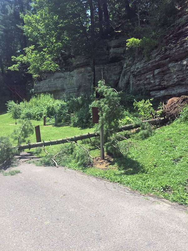 A tree came off the rock and covered the road in Pier County Park at Rockbridge WI (Amanda Ruskamp)