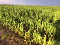 crop damage near Nashua Iowa