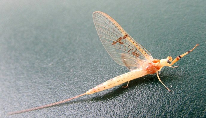 mayfly