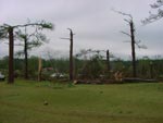 thumbnail of tree damage near Eutaw