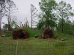 thumbnail of tree damage near Eutaw