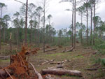 thumbnail of tree damage near Eutaw