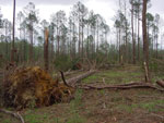 thumbnail of tree damage near Eutaw