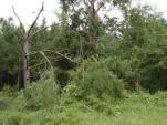 Elmore Co. Damage