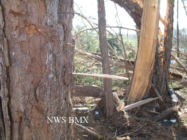 Nail (top) & Wood Stuck in Tree