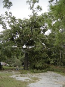 Tree Damage