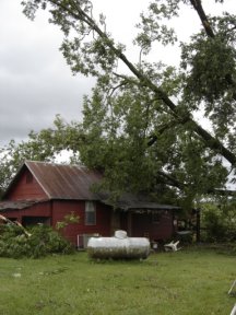 Tree Damage