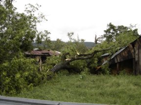 Tree Damage