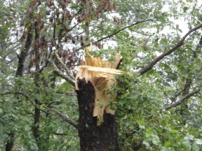 Tree Damage