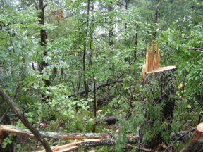 Tree Damage