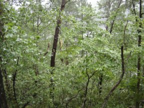 Tree Damage