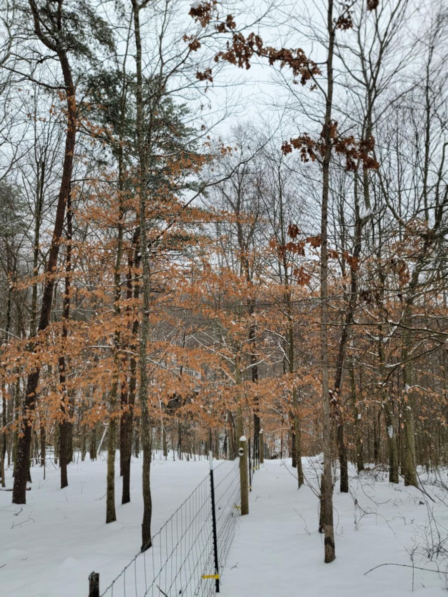 Snow Photo
