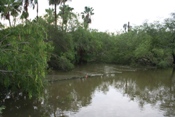 Flooding and damage to fence at Gladys Porter Zoo (click to enlarge)