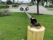 Light pole down on Ed Carey Drive (click to enlarge)