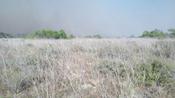 Foreground:  Brittle, parched grass and brush. Background:  Formerly parched grass, brush, and trees now burning out of control in northwest Brooks County, June 18th 2011 (click to enlarge)