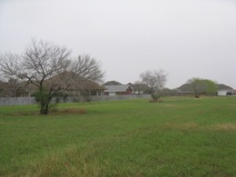 Greenup around Brownsville after a prolonged period of warm humid weather beginning February 13, 2011. Photo taken on February 28, 2011 (click to enlarge)