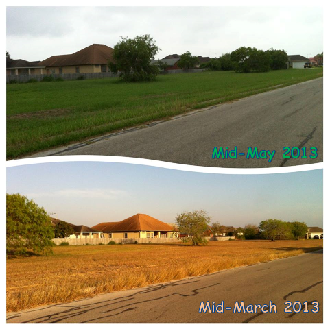 Comparison of green versus brown, Mid May to Mid March 2013, in Brownsville