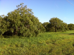 Green returns to the Rio Grande Valley after torrential rains between September 2 and 6, 2014