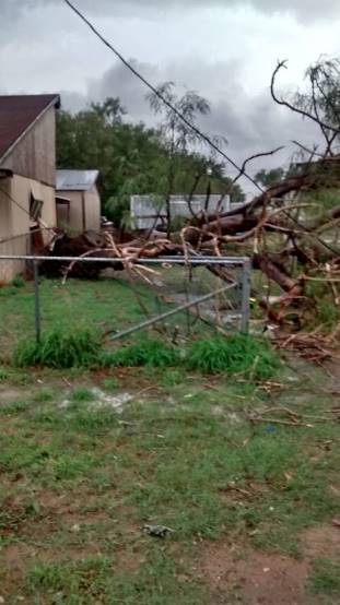 Mesquite and other trees twisted and blown down in Zapata (City), between 515 and 530 November 22, 2014