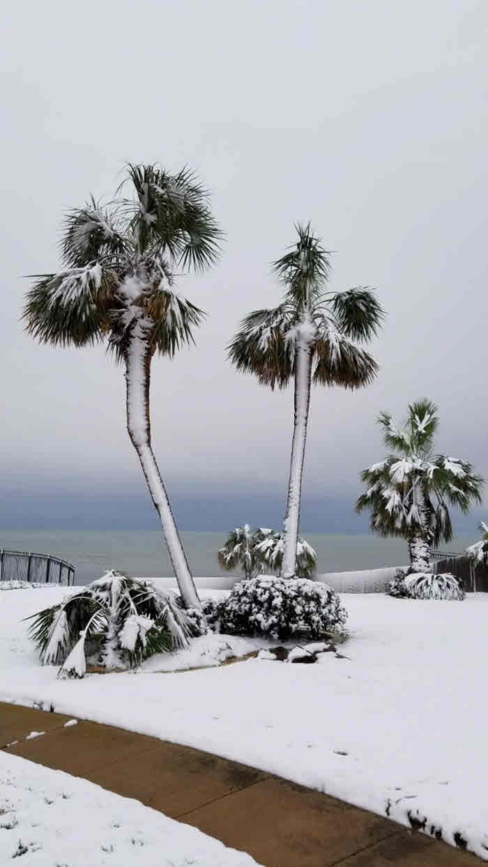 Portland: Palm Trees - Photo Credit: Justin Ives