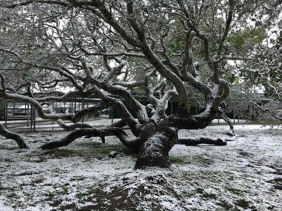 Big Live Oak Tree: Rick Hoyt