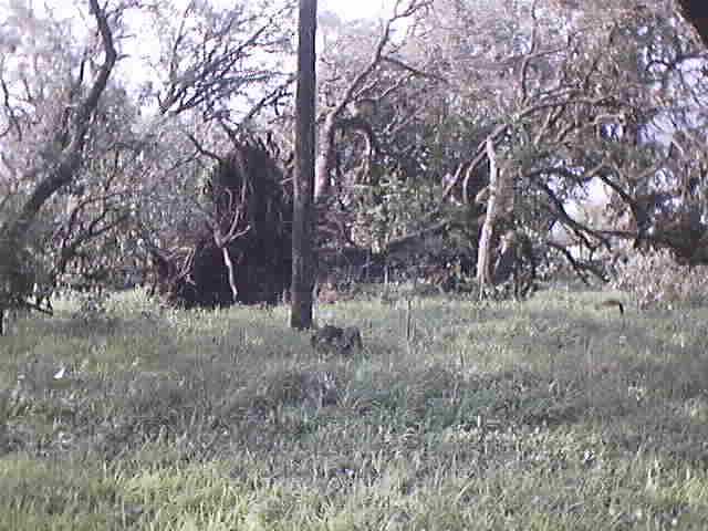 Photo from Goliad County