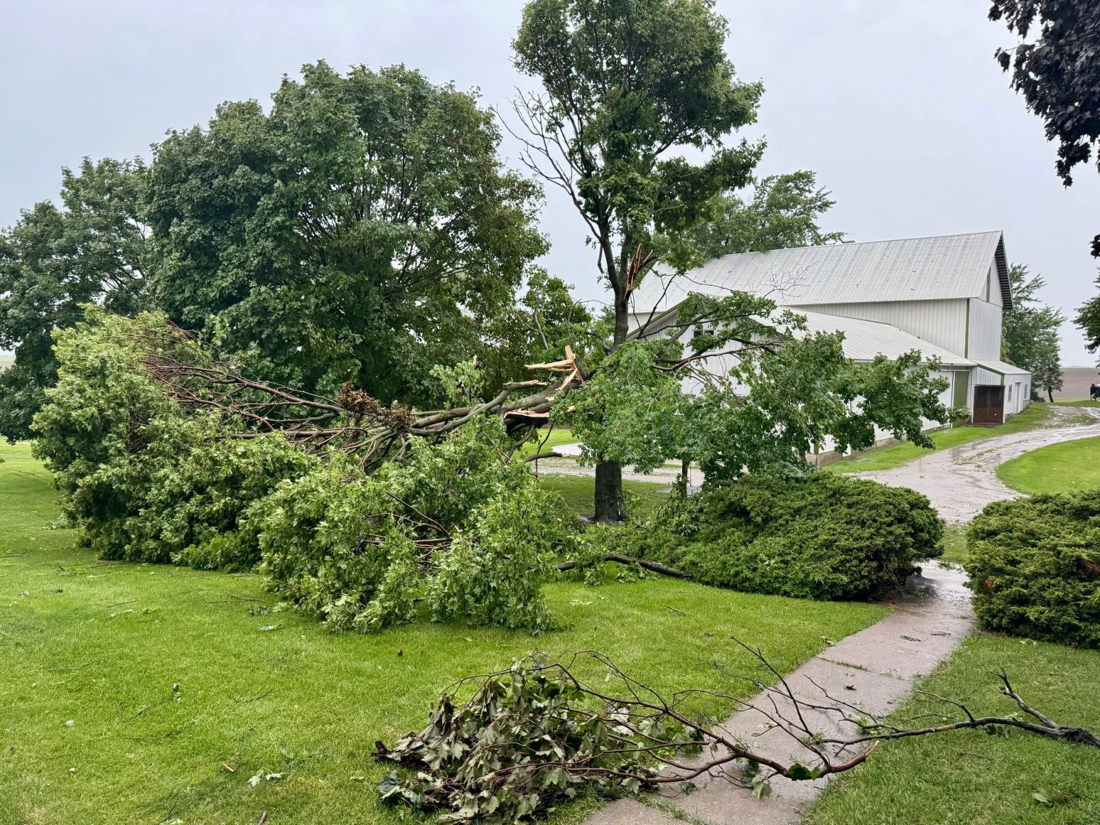 Several branches down