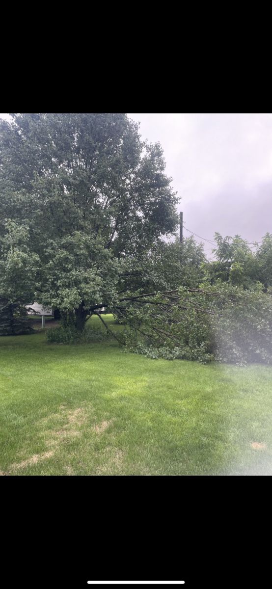 Large tree branch down in Muscatine