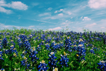 AUS - Image of Bluebonnets