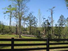 [ Trees snapped from the tornado. ]