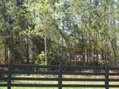 [ Trees bent from the tornado. ]