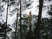 [ Tree Snapped By Wind in Crisp County. ]