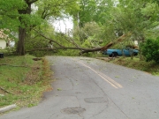 [ Tree across road in Floyd County. ]