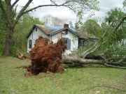 [Uprooted Tree In Floyd County. ]