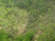 [ Trees on homes in the Tray Mountain Road area of northeast White county ]