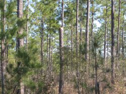 [ Tree Snapped in Telfair County. ]