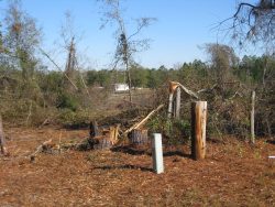 [ Trees Snapped from Wheeler Tornado. ]