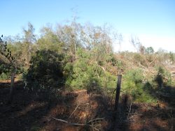 [ Tree Damage from another Wheeler County Tornado. ]